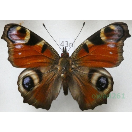 Aglais io (Linnaeus, 1758) Rusałka pawik Poland43n